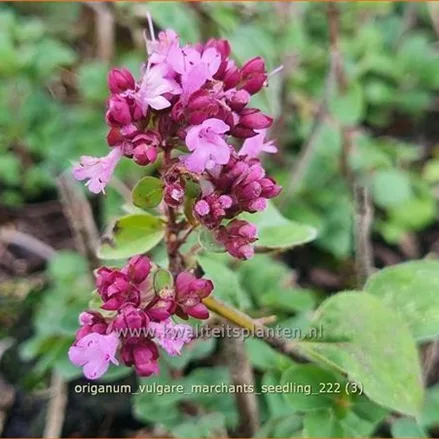 Origanum vulgare 'Marchants Seedling'