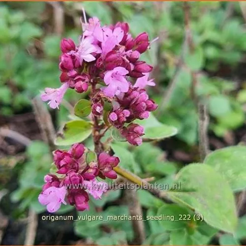 Origanum vulgare 'Marchants Seedling'