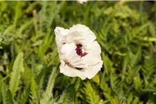 Papaver orientale 'Royal Wedding'