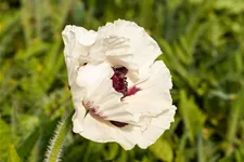 Papaver orientale 'Royal Wedding'