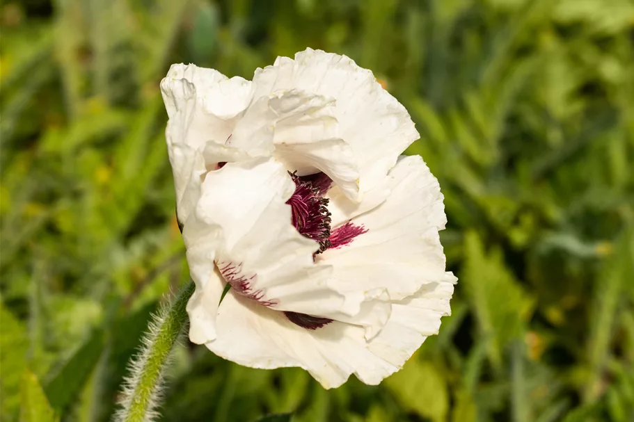 Papaver orientale 'Royal Wedding'
