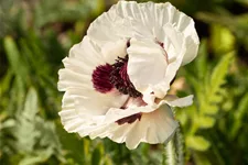 Papaver orientale 'Royal Wedding'