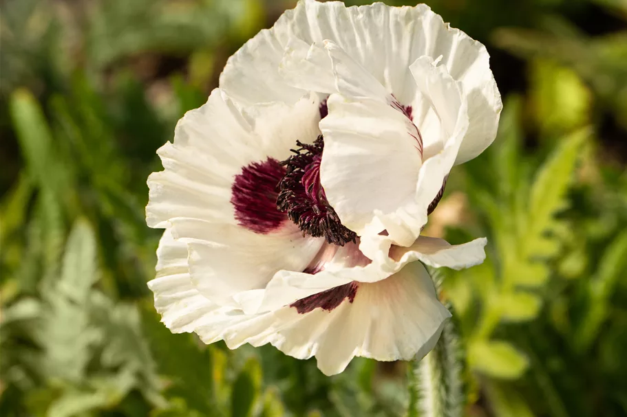 Papaver orientale 'Royal Wedding'