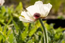 Papaver orientale 'Royal Wedding'