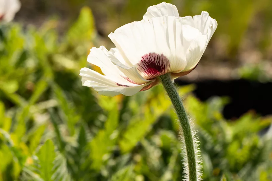 Papaver orientale 'Royal Wedding'