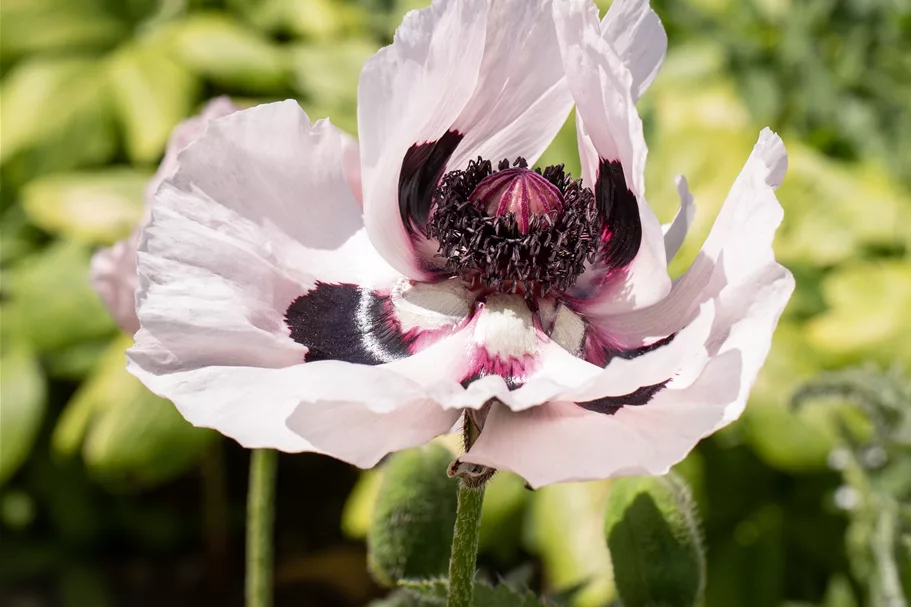 Papaver orientale 'Royal Wedding'