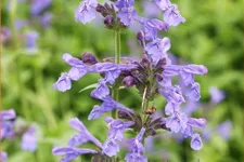 Nepeta sibirica