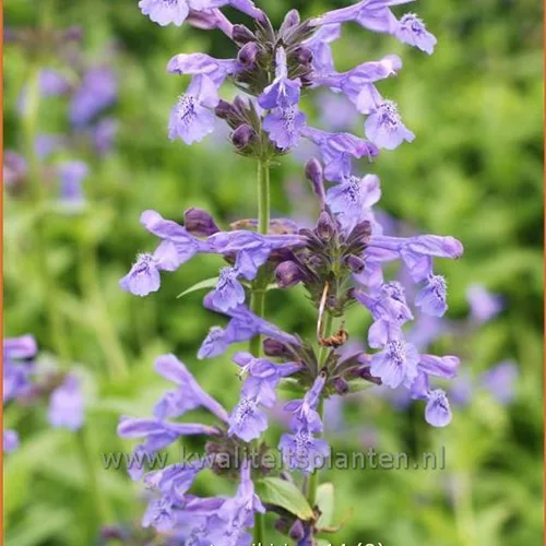 Nepeta sibirica