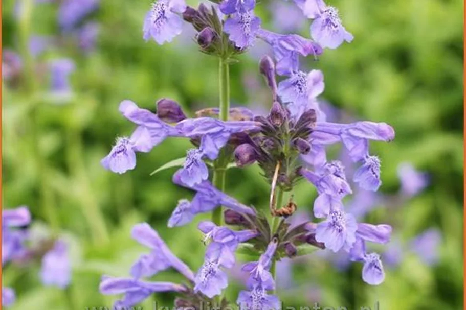 Nepeta sibirica