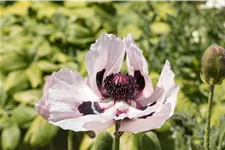 Papaver orientale 'Royal Wedding'