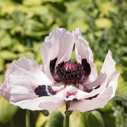 Papaver orientale 'Royal Wedding'