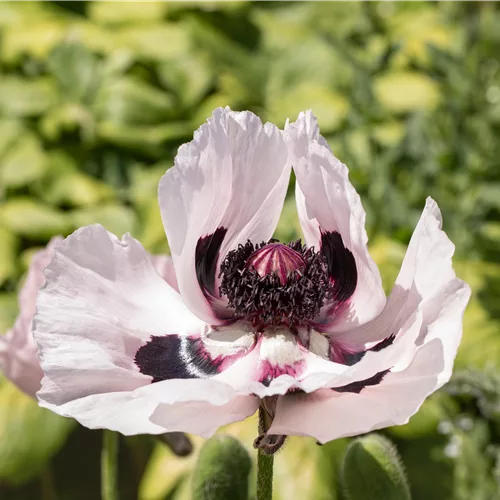Papaver orientale 'Royal Wedding'