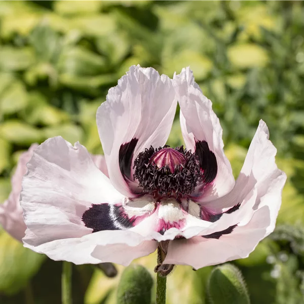 Papaver orientale 'Royal Wedding'