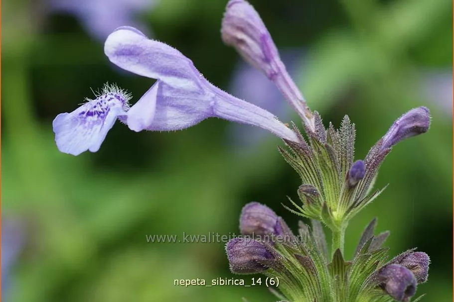 Nepeta sibirica