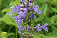 Nepeta sibirica