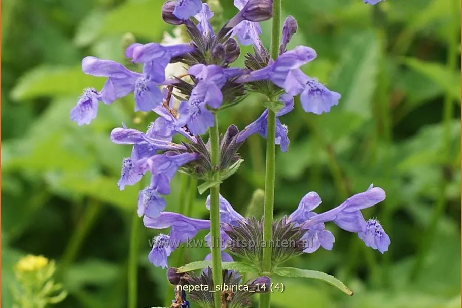 Nepeta sibirica