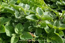 Origanum vulgare subsp. hirtum