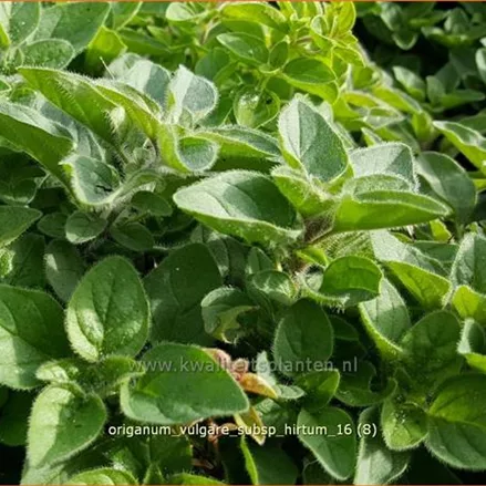 Origanum vulgare subsp. hirtum