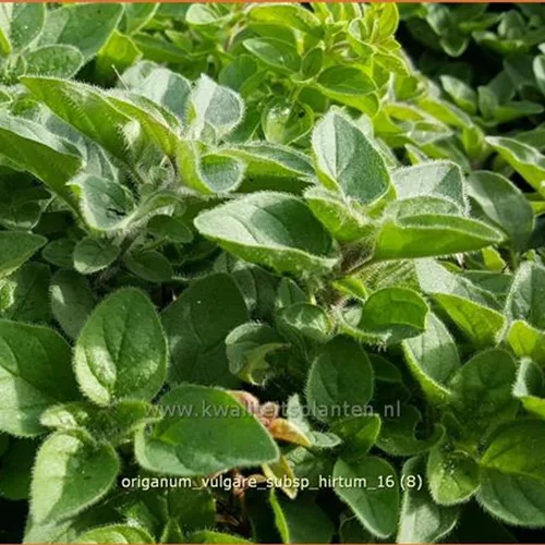 Origanum vulgare subsp. hirtum