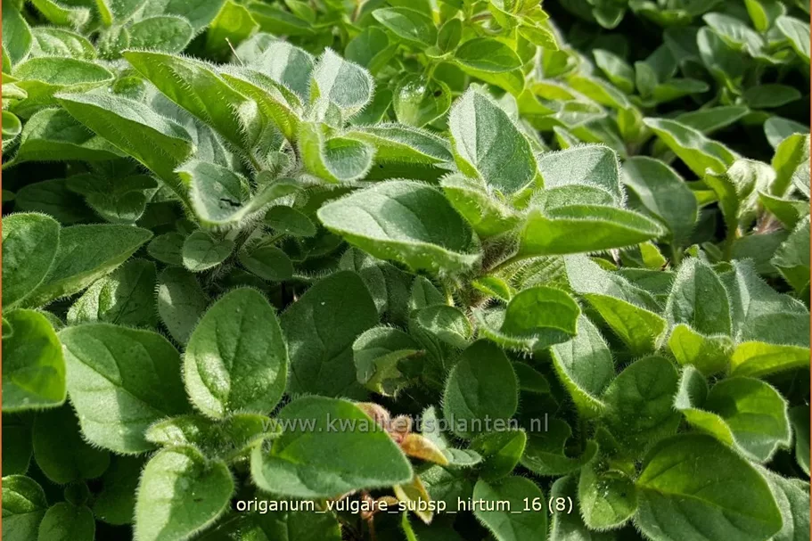 Origanum vulgare subsp. hirtum
