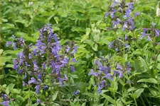 Nepeta sibirica
