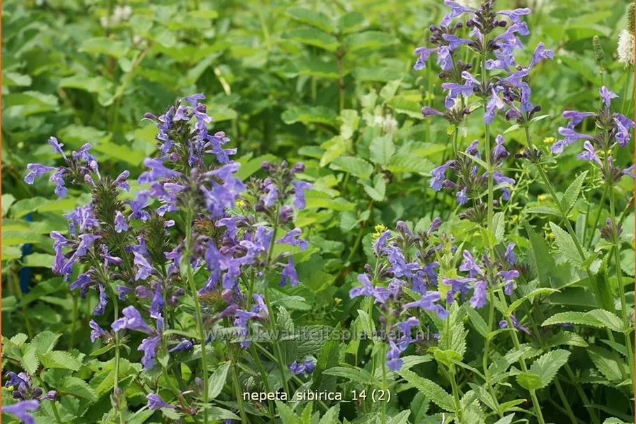 Nepeta sibirica
