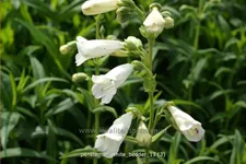Penstemon cultorum 'White Bedder'