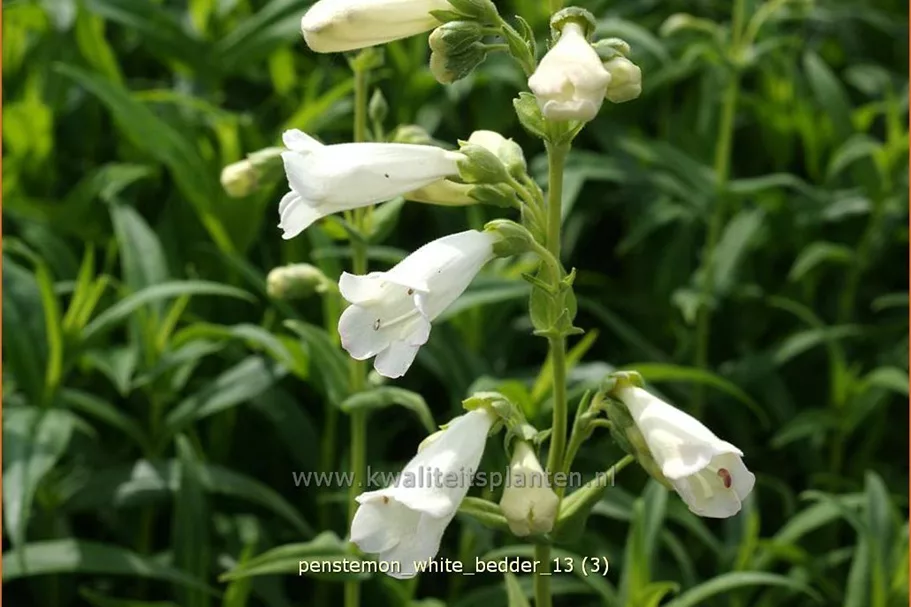 Penstemon cultorum 'White Bedder'