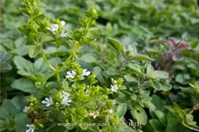 Origanum vulgare subsp. hirtum