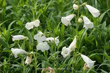 Penstemon cultorum 'White Bedder'