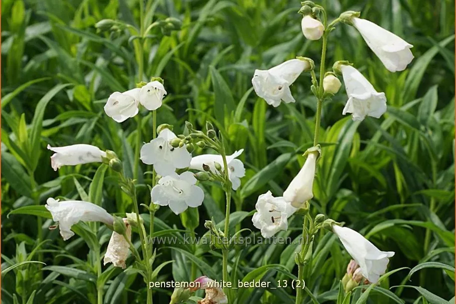 Penstemon cultorum 'White Bedder'