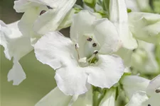 Penstemon cultorum 'White Bedder'