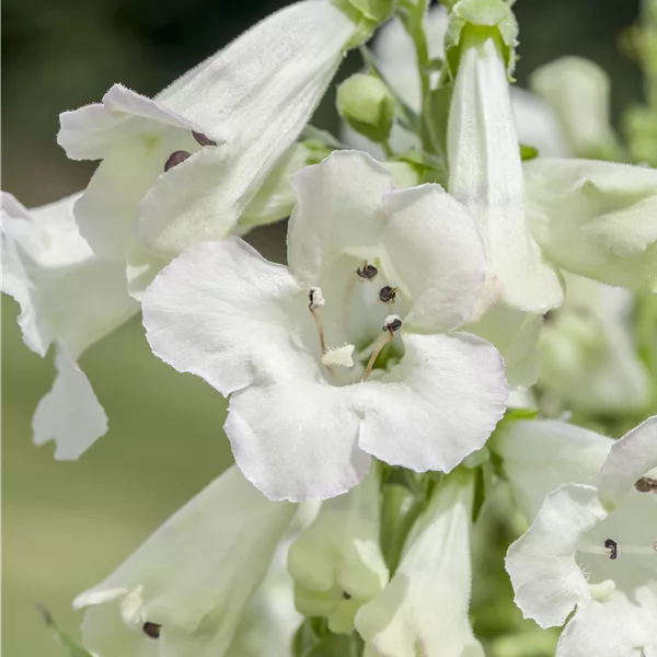 Penstemon cultorum 'White Bedder'