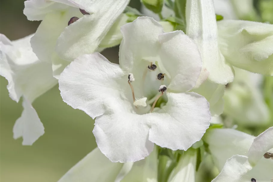 Penstemon cultorum 'White Bedder'