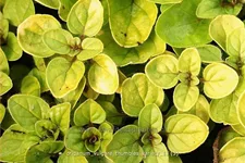 Origanum vulgare 'Thumbles Variety'