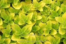 Origanum vulgare 'Thumbles Variety'