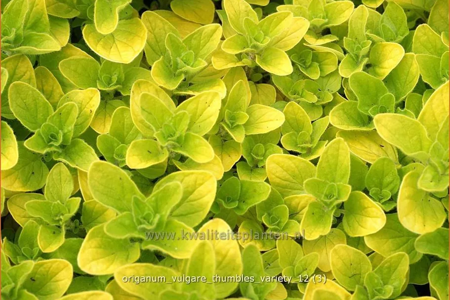 Origanum vulgare 'Thumbles Variety'