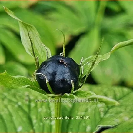 Paris quadrifolia