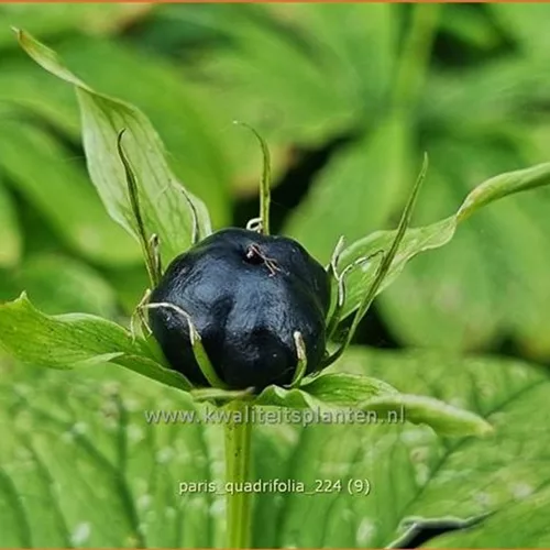 Paris quadrifolia