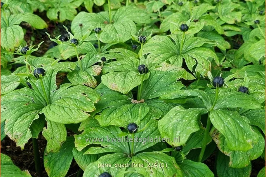 Paris quadrifolia