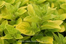 Origanum vulgare 'Thumbles Variety'