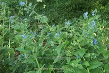 Pentaglottis sempervirens