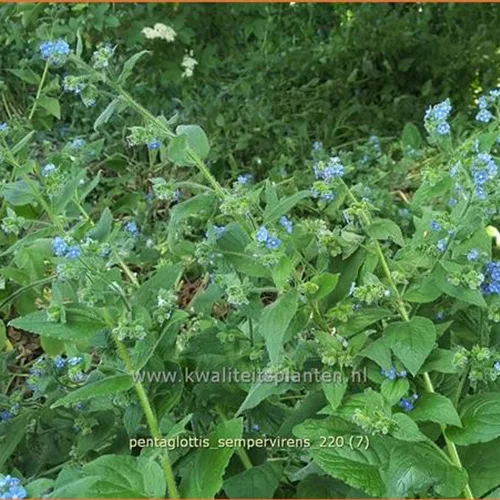 Pentaglottis sempervirens