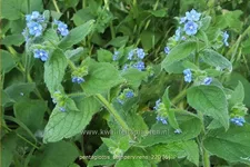 Pentaglottis sempervirens