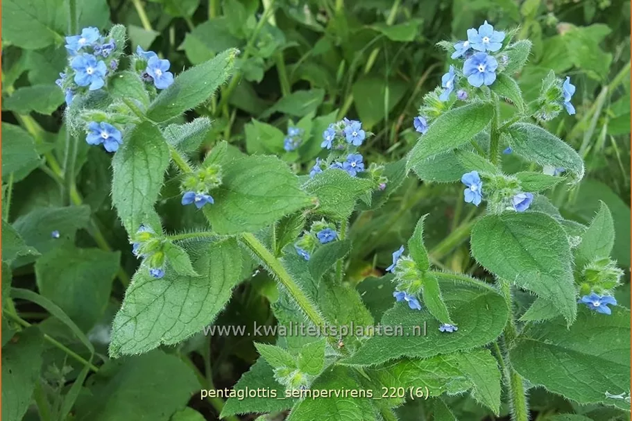 Pentaglottis sempervirens