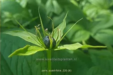 Paris quadrifolia