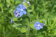Pentaglottis sempervirens