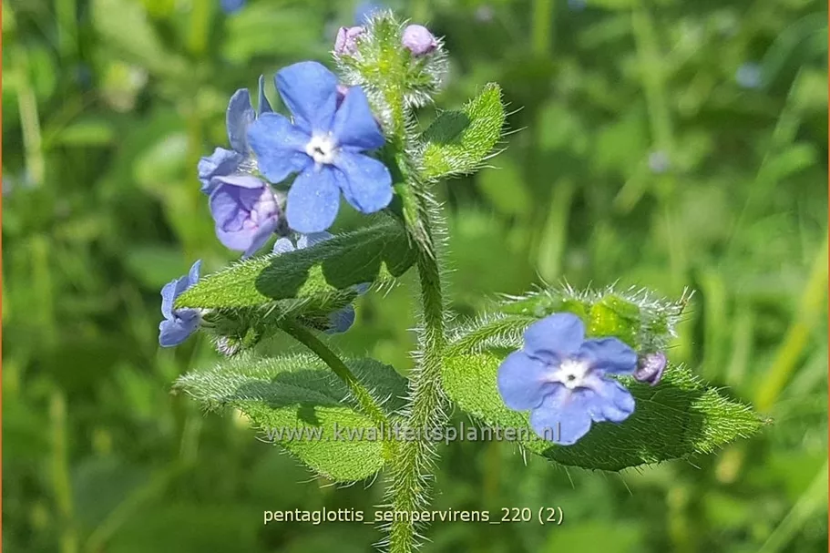 Pentaglottis sempervirens