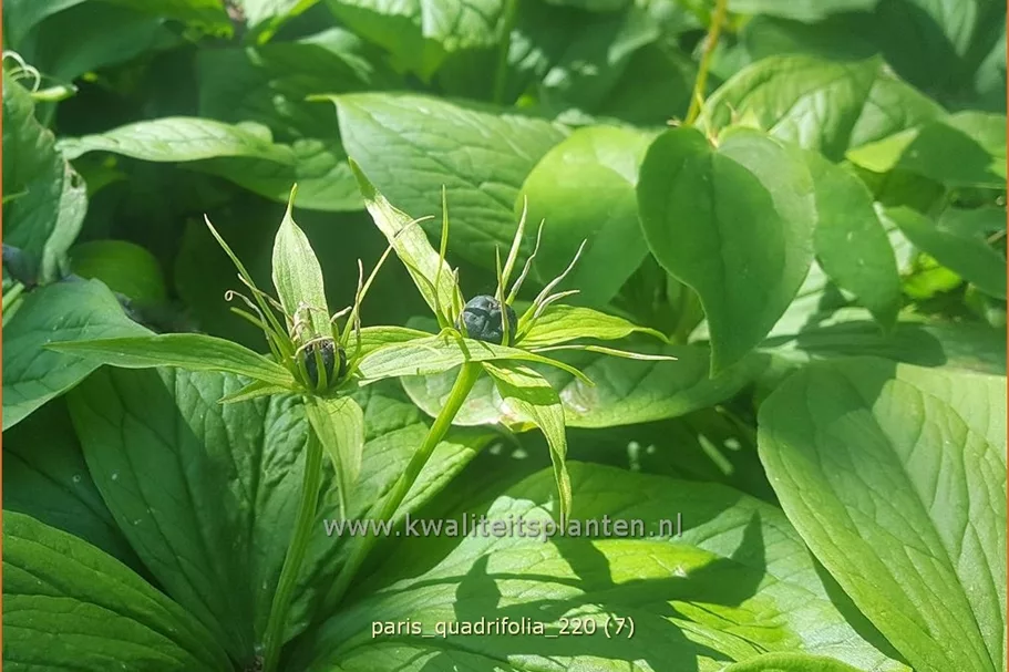 Paris quadrifolia