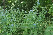 Pentaglottis sempervirens